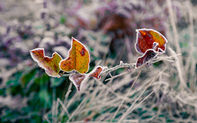 Common Greenbriers vine, or Smilax glabra, with round heart-shaped leaves in the frosty meadow.