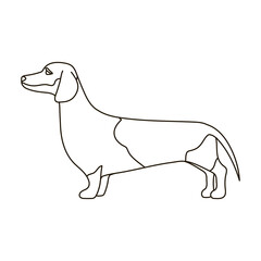 Dachshund vector icon.Outline vector icon isolated on white background dachshund.