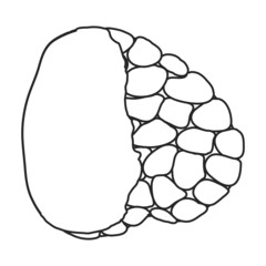 Truffle vector icon.Outline vector icon isolated on white background truffle.