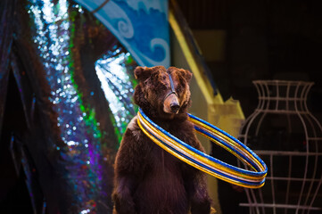 Circus bear performs in the circus.