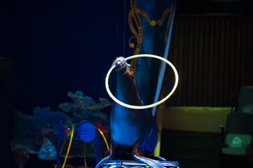 Seal performs in the circus arena