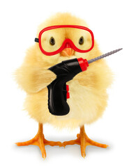 Cute chick with drill and red protective glasses. Funny animals conceptual photo. 