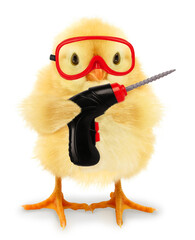 Cute chick with drill and red protective glasses. Funny animals conceptual photo.  © Uros Petrovic