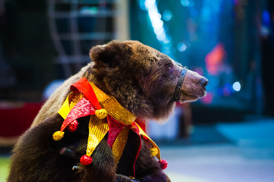 Circus bear performs in the circus.