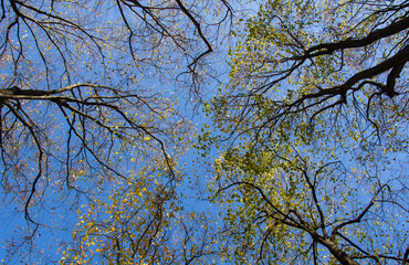 A view of the sky through the treetops.