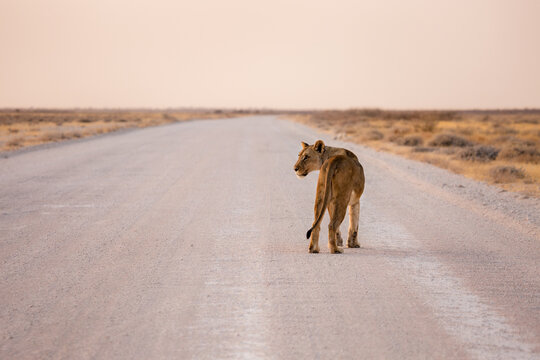 Lioness on the road in Etosha National Park at sunset. Namibia