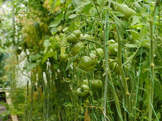 green fruit tomatoes grow on branches in a greenhouse