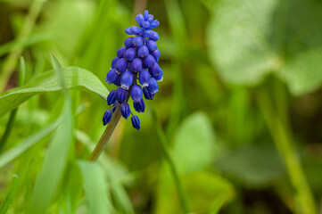 Muscari flower in green grass on a blurry background. Spring Garden