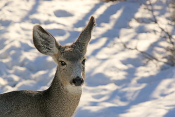 Mule deer in winter	