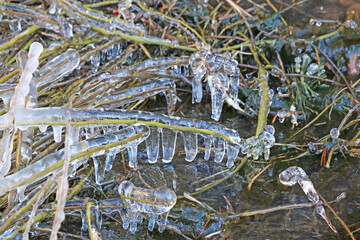 Ice on leaves in winter	