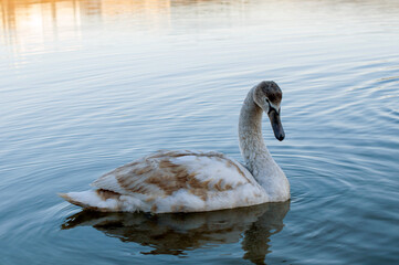 A white majestic swan floats in front of a wave of water. Young swan in the middle of the water. Drops on a wet head.