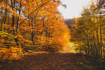 The bright sun rises over the hill in the autumn forest