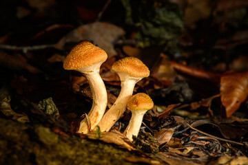 Autumn light falls on a group of three small brown-white mushrooms in a dark forest amid autumn leaves.