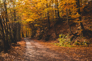 The bright sun rises over the hill in the autumn forest