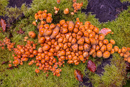 Top view of a group of small brown old mushrooms amid green moss and brown autumn leaves