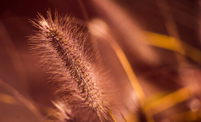 Obraz premium Beautiful decorative grass in morning sun