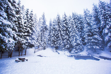 Winter in the mountains and windbreak after snowfall