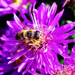 Sunbathing Dronefly on an Aster