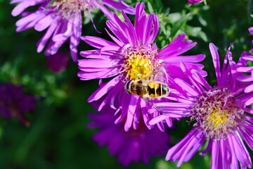 Sunbathing Dronefly on an Aster