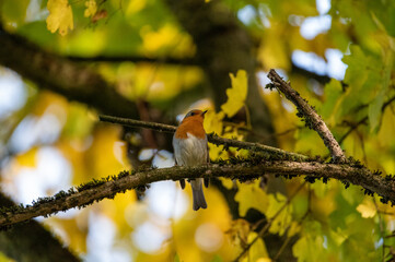 European robin sits on a branch and chirps