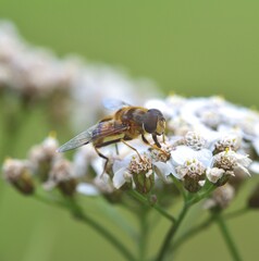 Sunbathing Dronefly