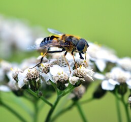 Sunbathing Dronefly