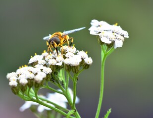 Sunbathing Dronefly