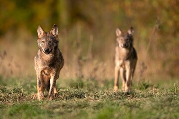 Grey wolf ( Canis lupus ) close up