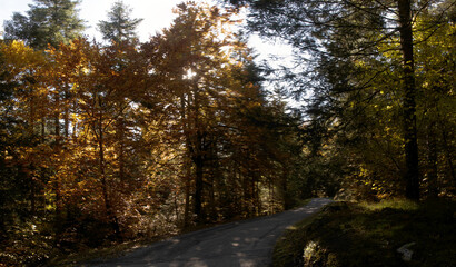 Obraz premium Autumn colours of beech foliage in forest around Flims, Switzerland