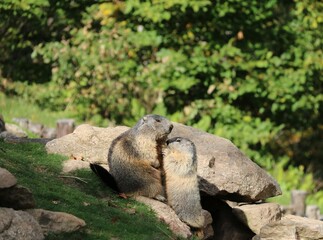 Fototapeta premium Marmottes qui s'embrassent sur les rochers 