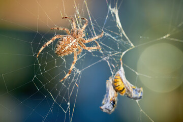 European garden spider with wasps in the web (Araneus diadematus). Female spider and her prey
