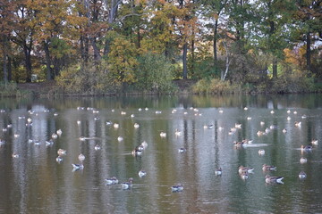 Autumn scene of the Berenbostel lake full of wild gray or greylag geese (Anser anser) from the waterfowl family Anatidae. Garbsen Berenbostel, Lower Saxony, Germany.