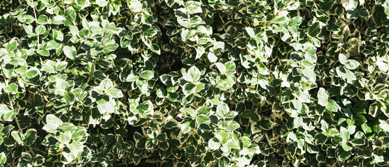 Green trimmed shrub in the garden