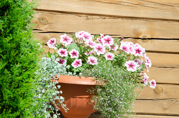 vintage background little flowers, nature beautiful, toning design spring nature.
