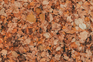 Top view of dry autumn leaves on the ground as fall season background