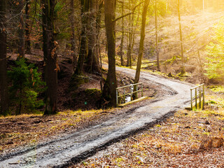 trees in forests or parks, plants