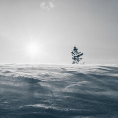 Lonely tree on top of a mountain in the rays of the setting sun. Snow, wind, evening.  Alpine ski resort. Dramatic landscape. Duplex image. Location Carpathian mountain, Ukraine, Europe. 