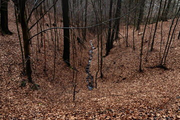 trees in forests or parks, plants