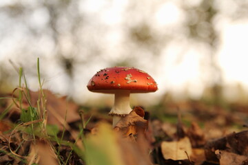 a beautiful red with white dots mushroom closeup with a white background in a forest in autumn - Powered by Adobe