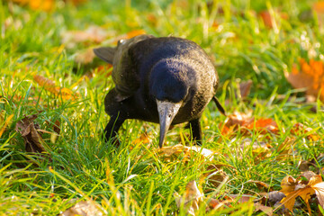 gray crow on green grass
