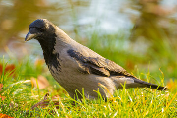 gray crow on green grass