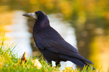 black raven on green grass on water background