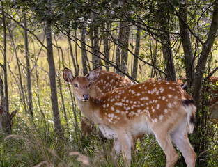 Spotted roe deer standing in the forest and eating leaves.