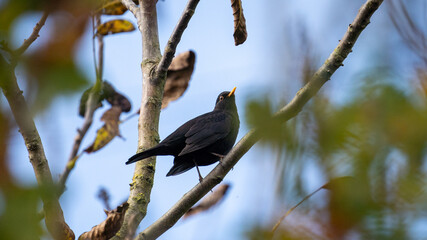 blackbird on a branch