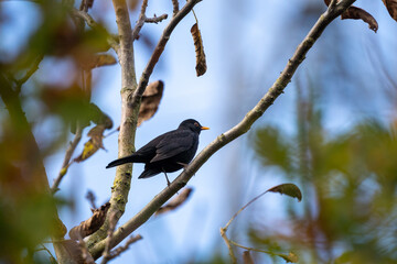 blackbird on a branch