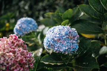 Blue flower of a hydrangea