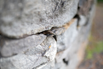 Lizard in a stone wall is hiding