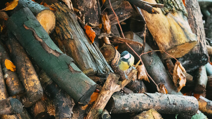 black tit bird on autumn leaves on the ground