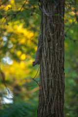Grey squirrel in a park in MIlan
