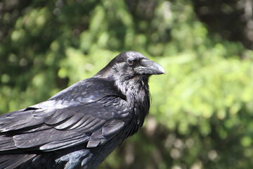 raven on the ground